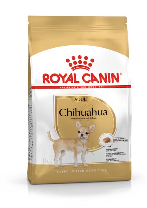 Chihuahua Adult