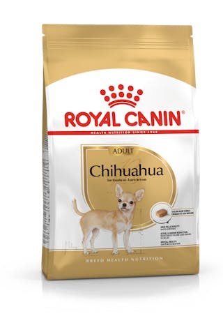 Chihuahua Adulte