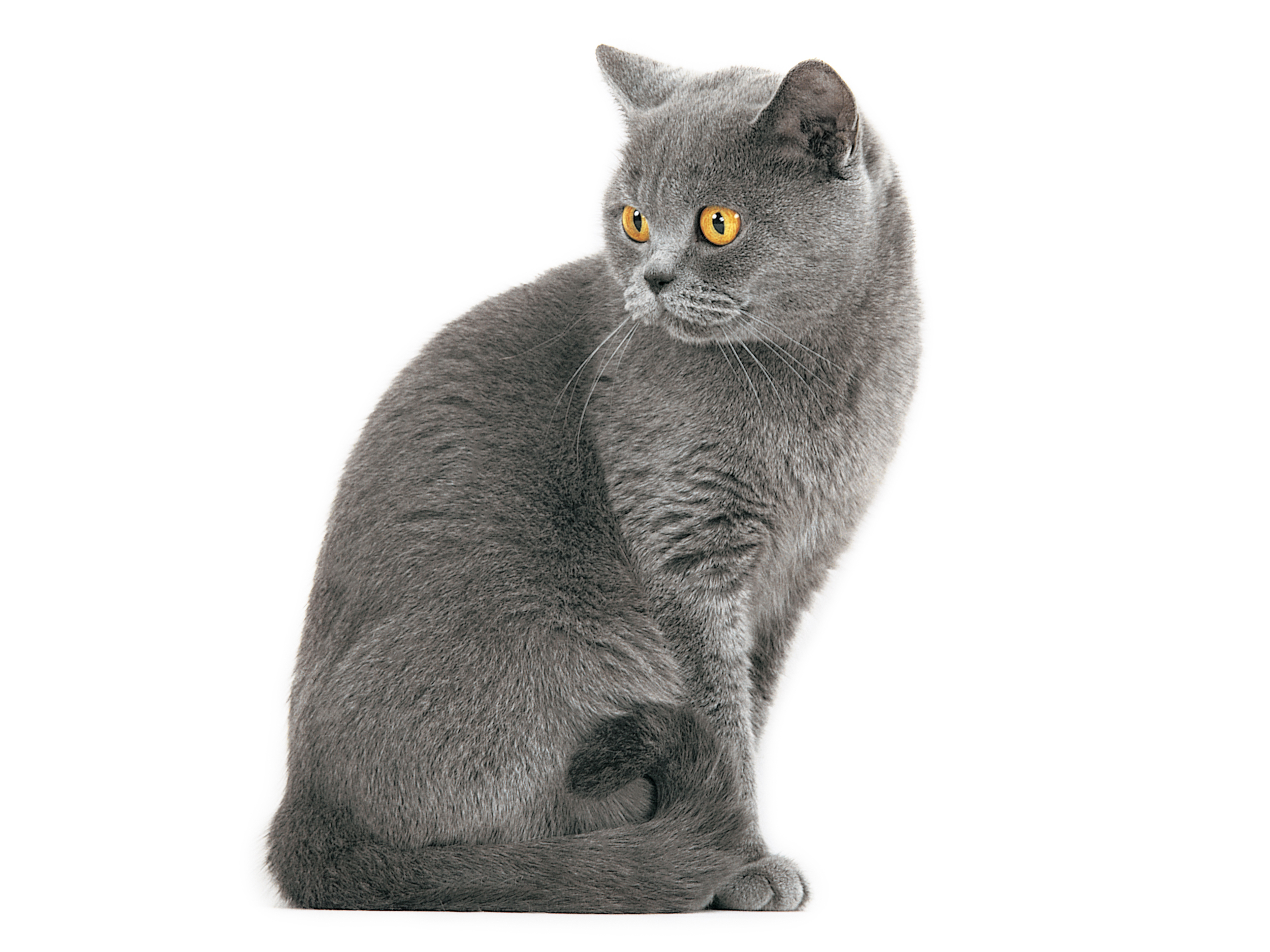 British Shorthair adulto en blanco y negro