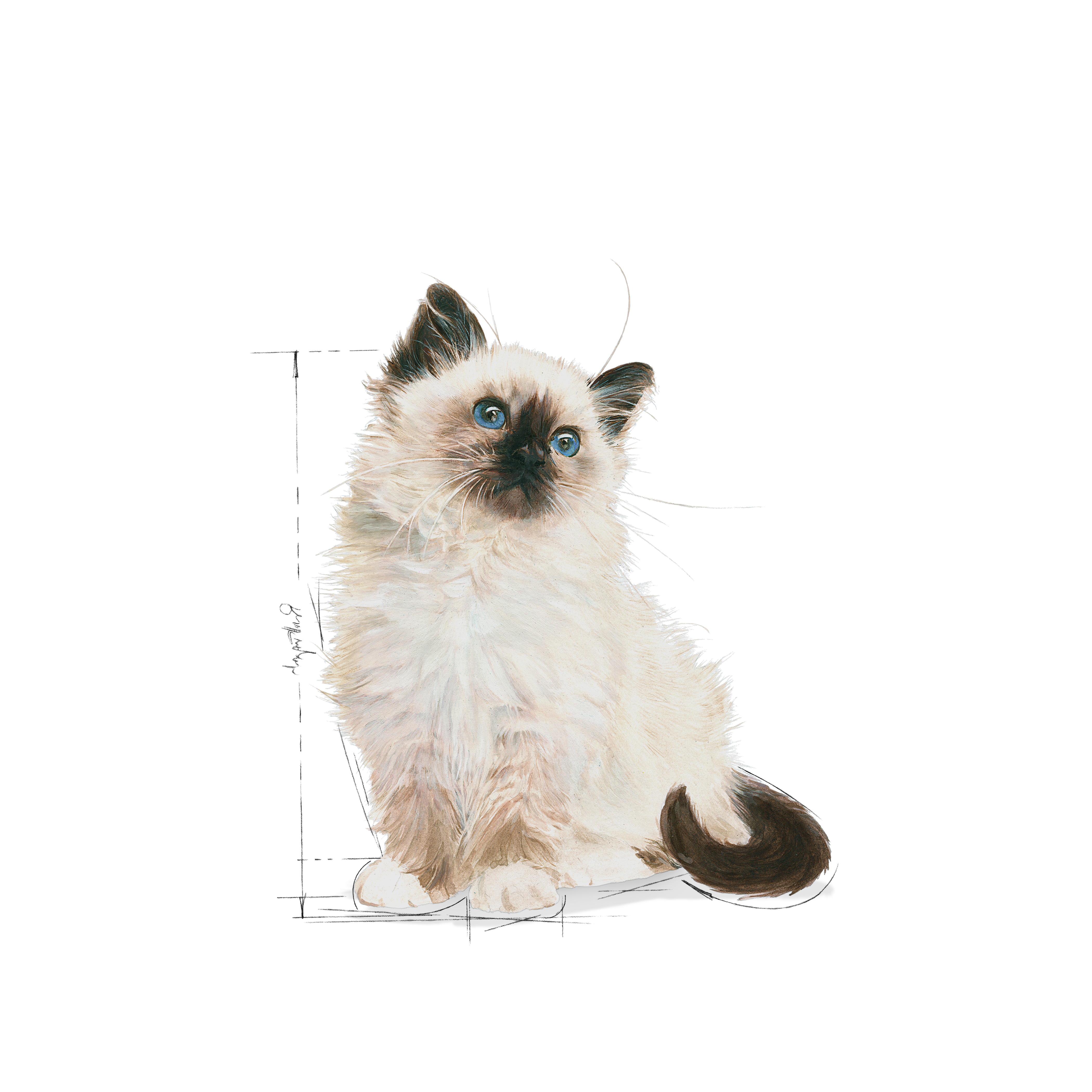 Kitten Jelly Basah - Royal Canin