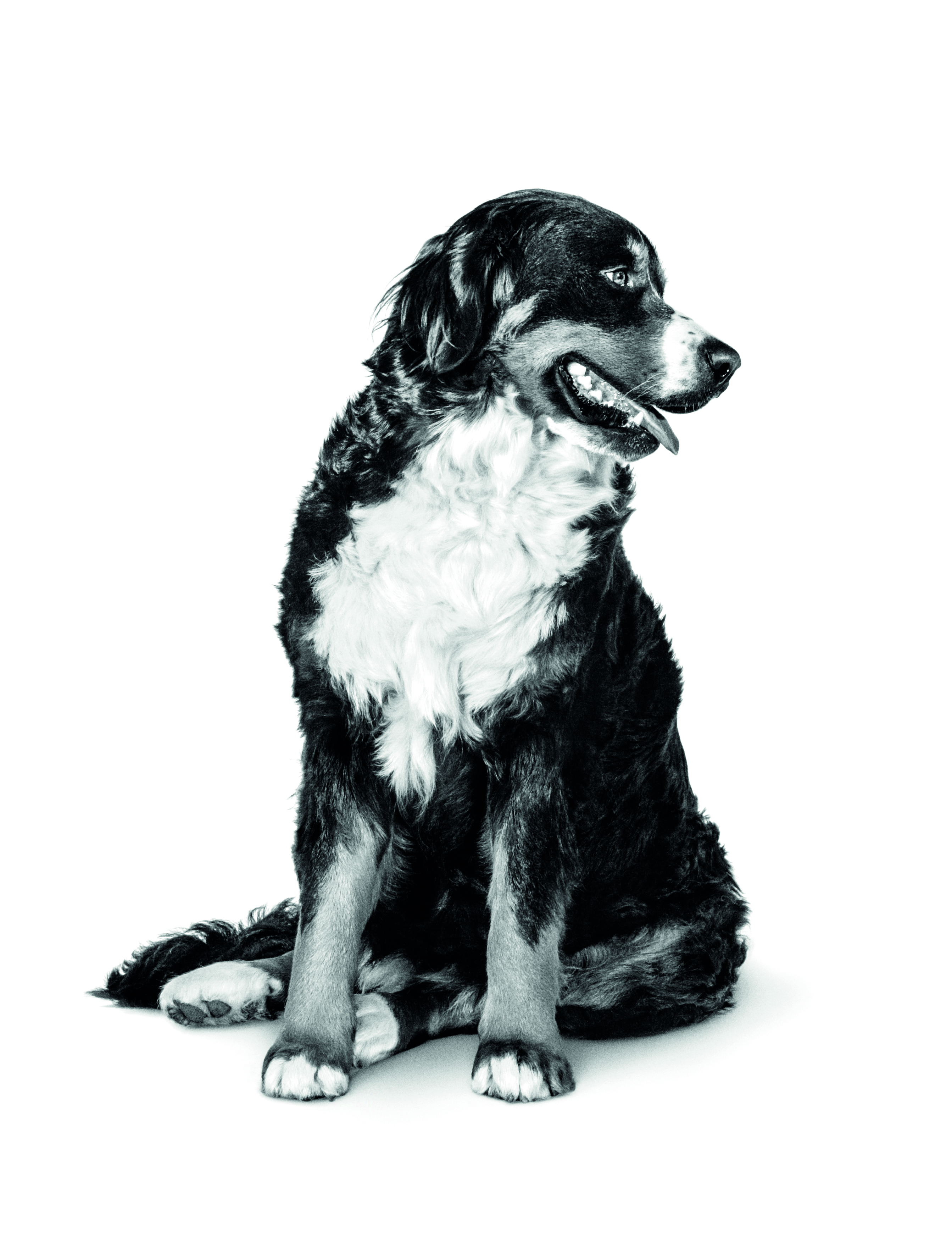 royal canin bernese mountain dog