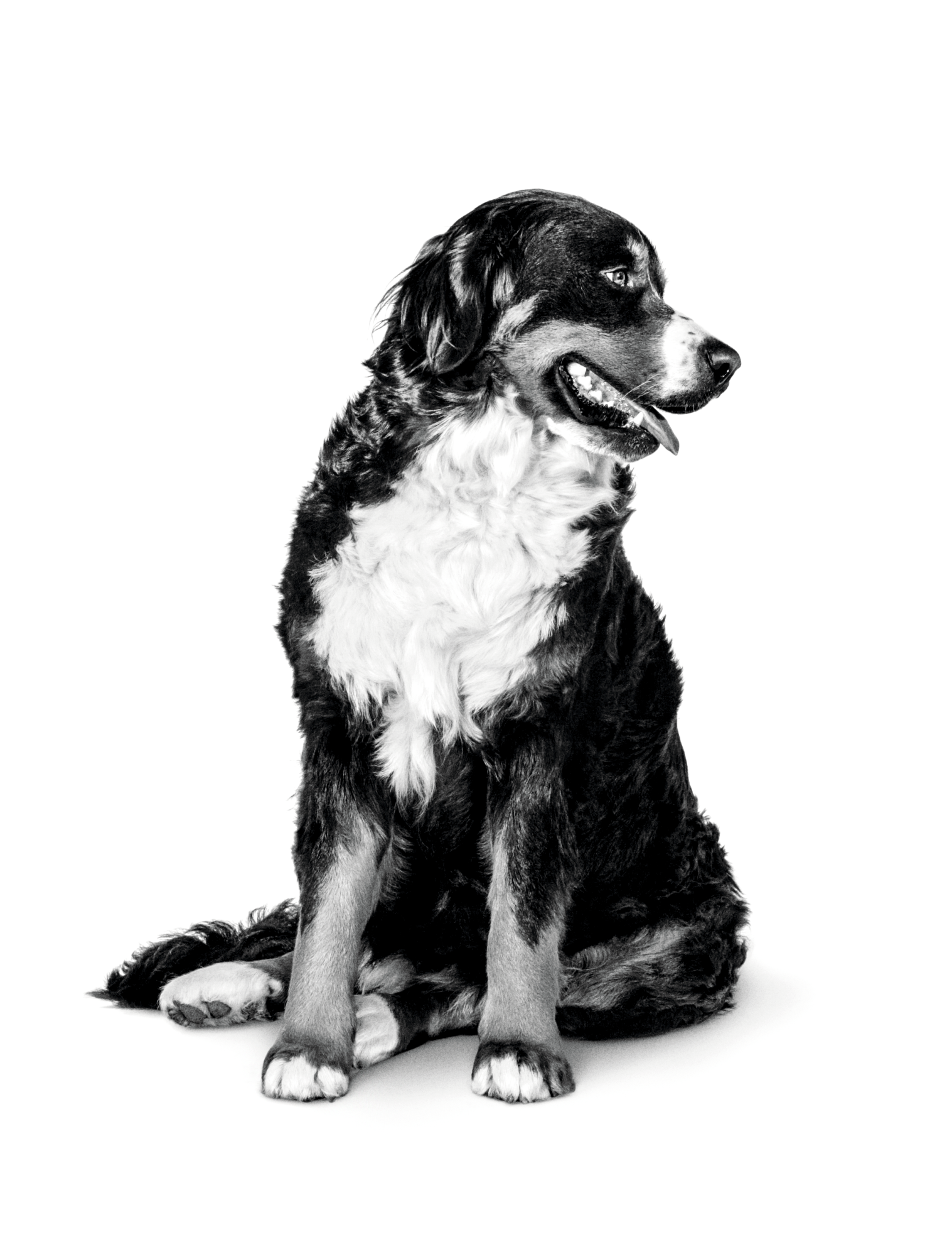Image of Jack Russel adult dog black and white
