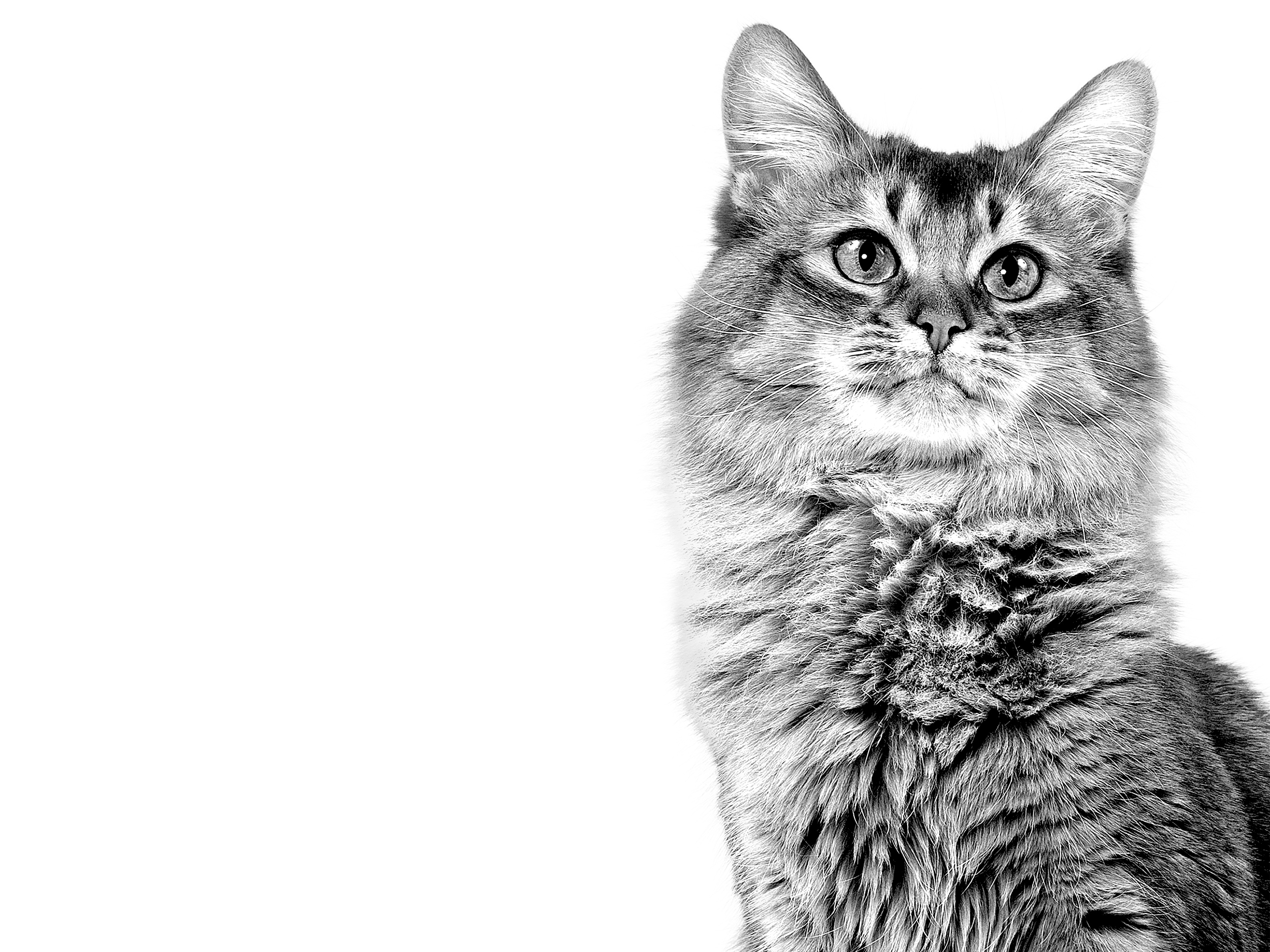 Adult Somali cat sitting in black and white on a white background