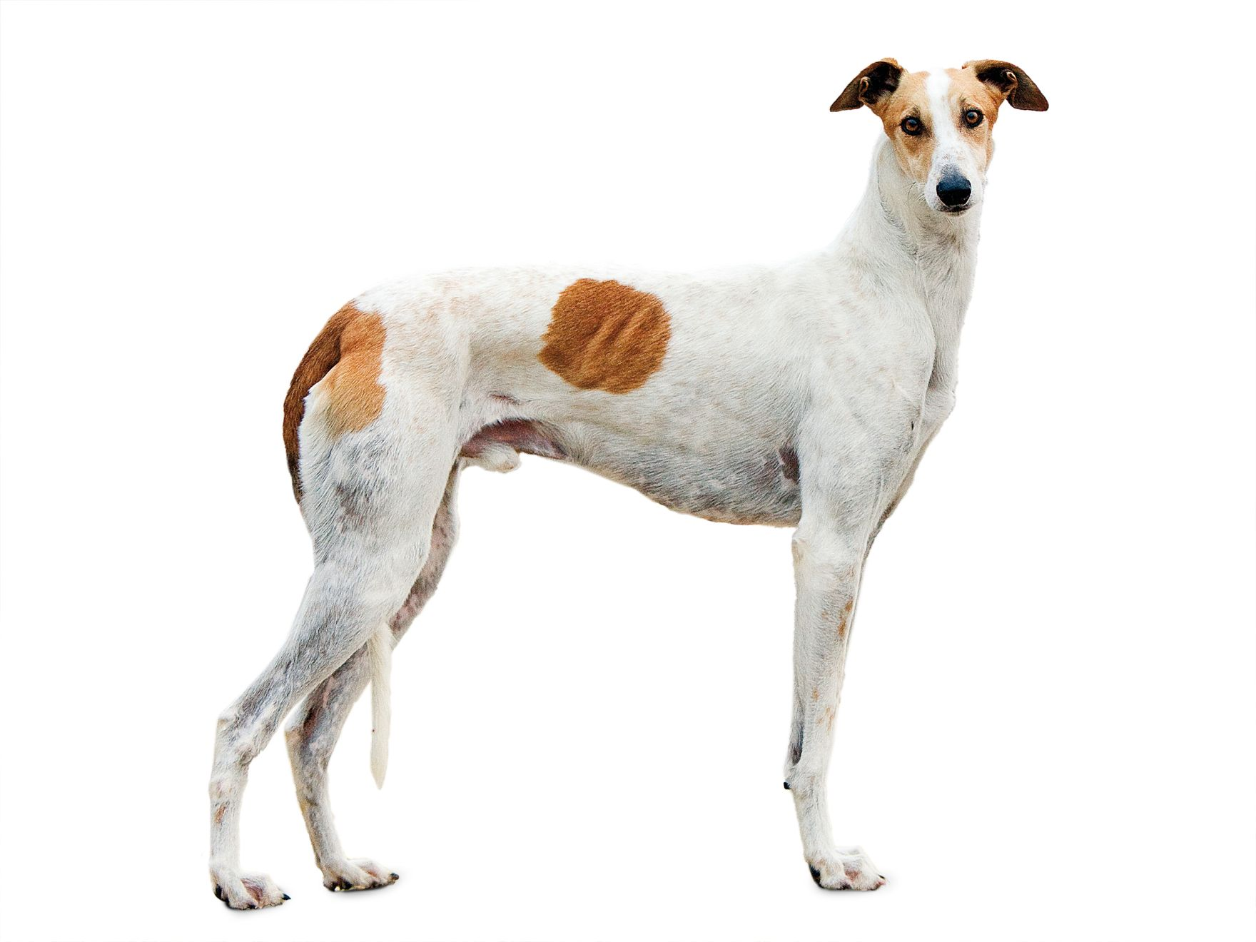 Royal canin whippet sale