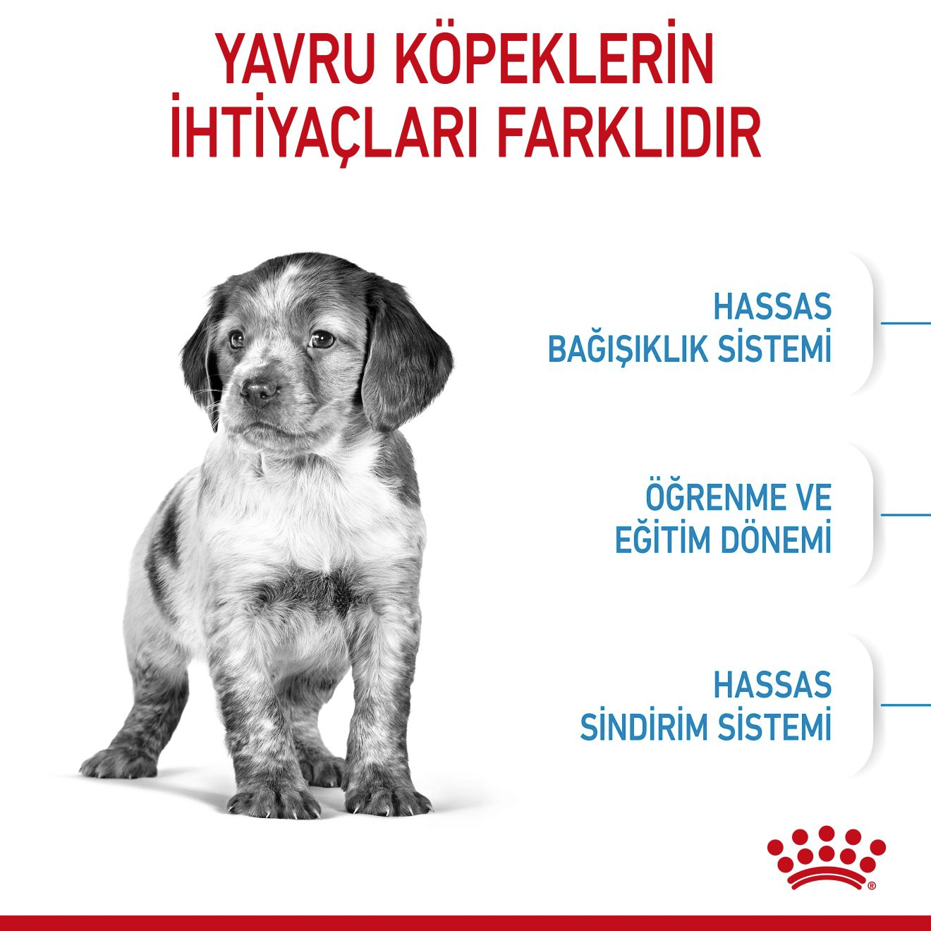 Medium Puppy Yavru Köpek Kuru Maması