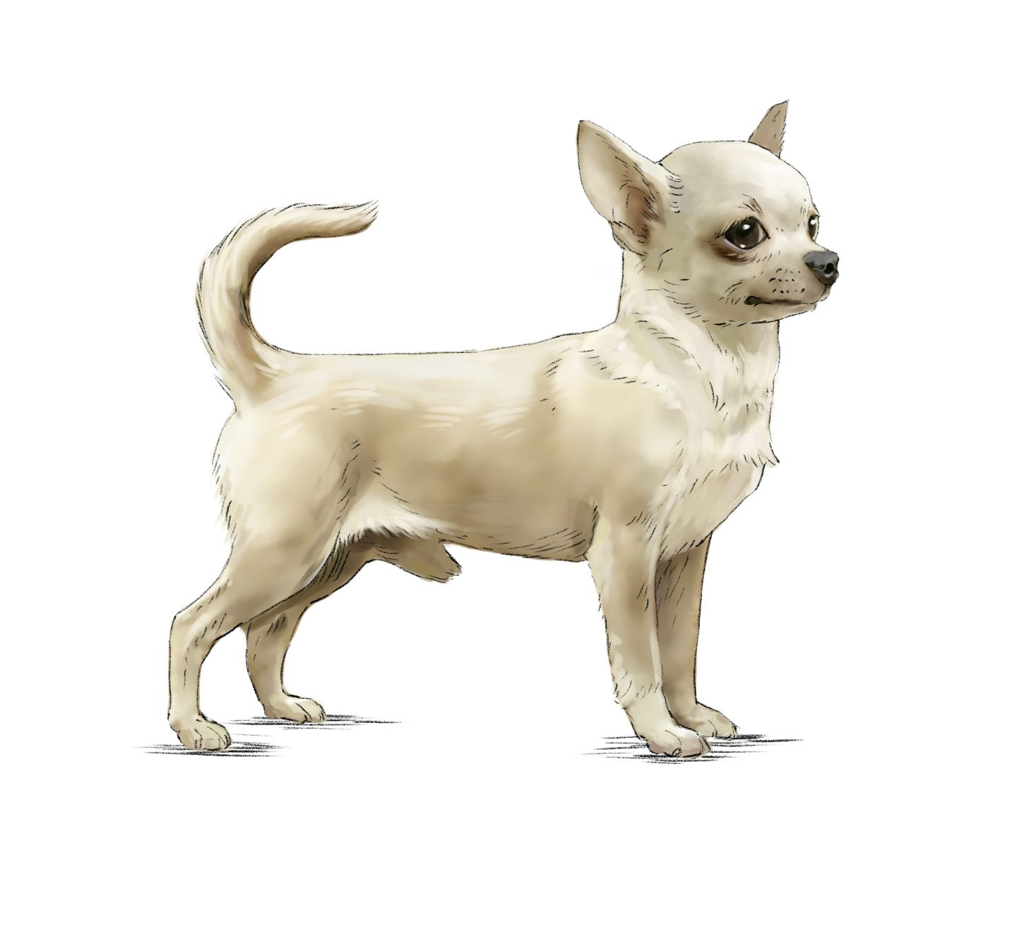 Illustration af beige langhåret chihuahua