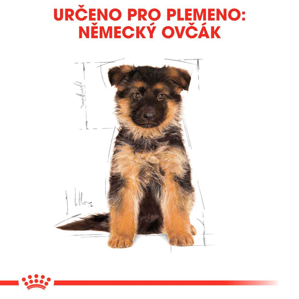 GERMAN SHEPHERD Puppy