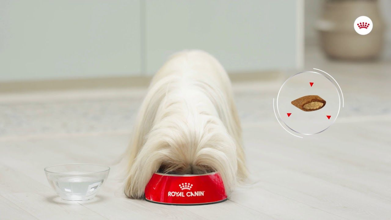 Royal Canin | Canine Care Nutrition | Exigent