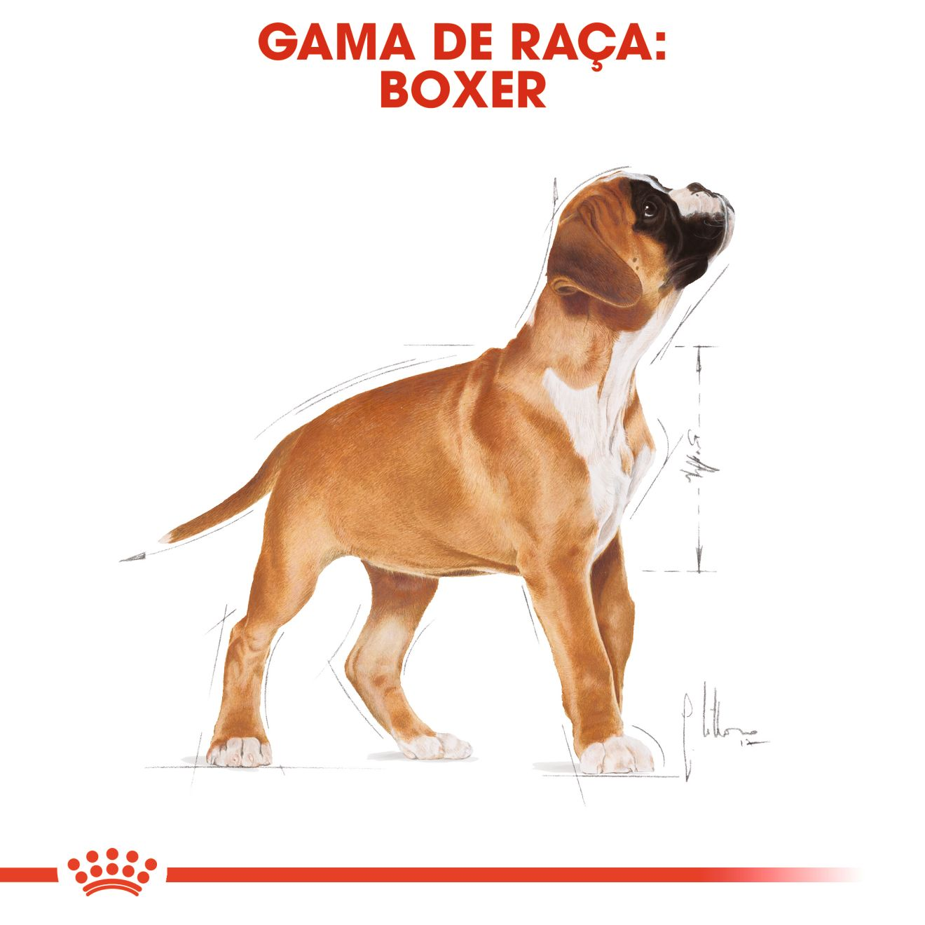 Boxer Puppy