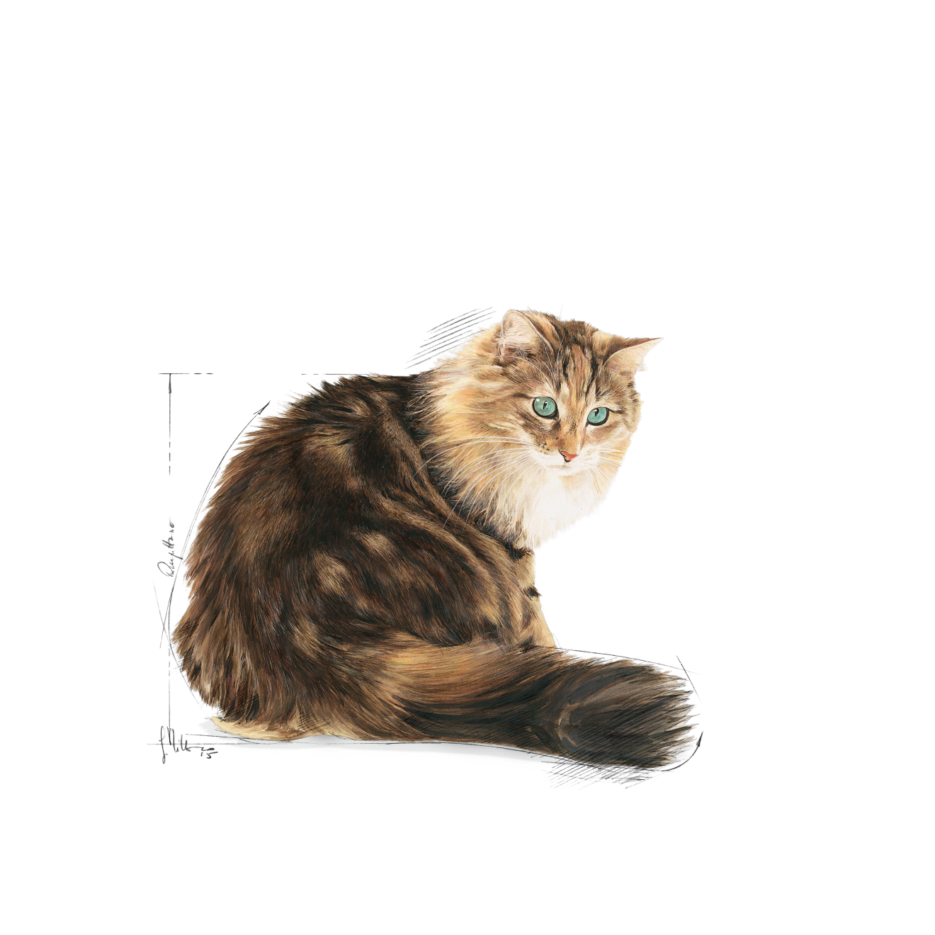 royal canin ageing cat