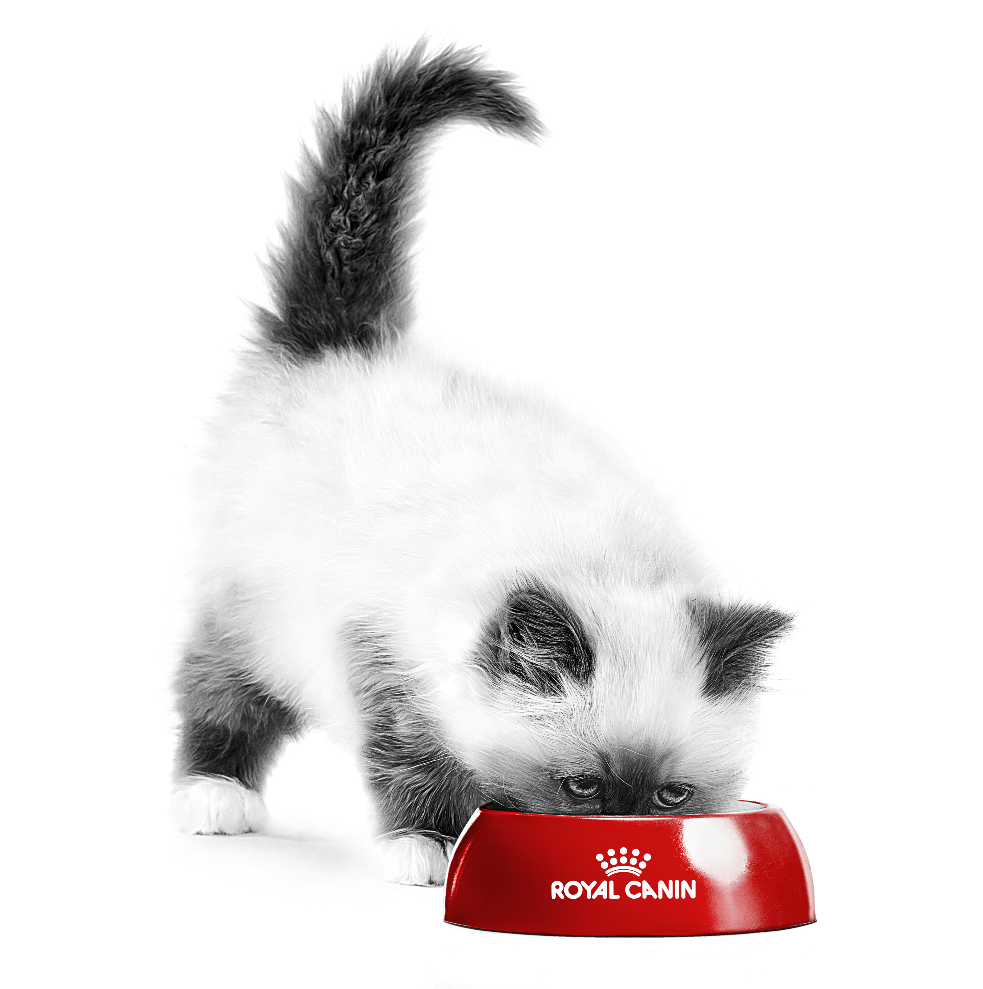 Black and white british shorthair cat eating from red bowl