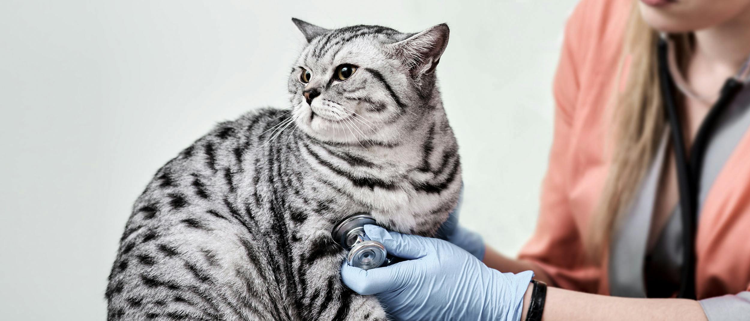 Risques Pour La Sante Des Chats En Surpoids Et Obeses