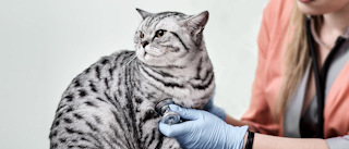Adult Scottish Straight sitting on an examination table being checked over by a vet.