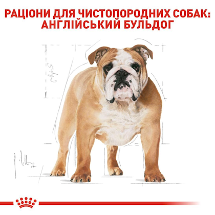 RC-BHN-Bulldog_2-UA.jpg
