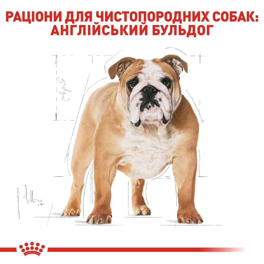 Bulldog Adult