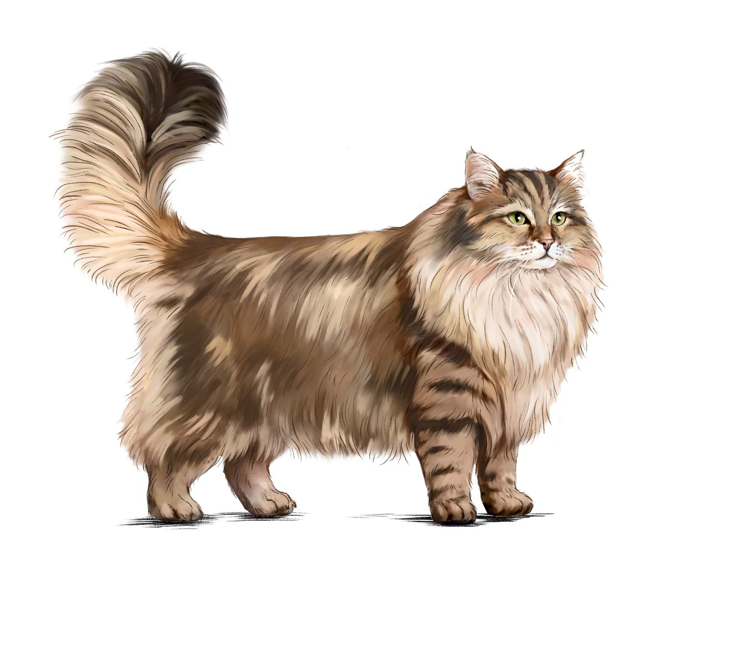 Ilustración de gato Siberiano