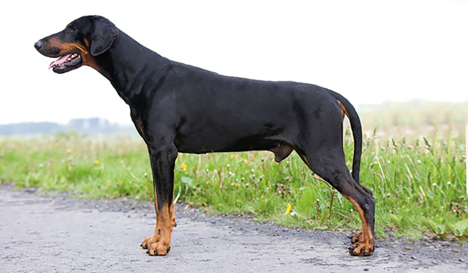 Side view of a standing black Doberman