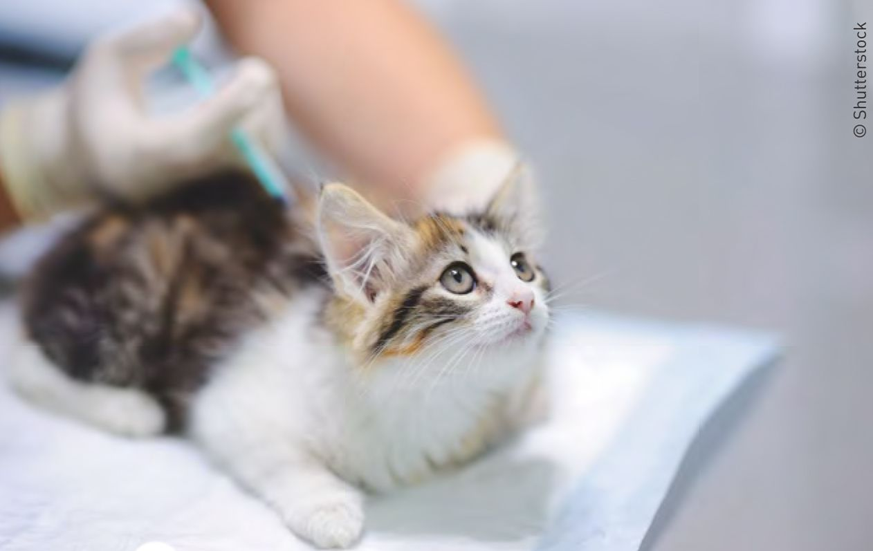 Figura 2. As clínicas credenciadas como Clínica Cat-Friendly se esforçam para garantir que toda a equipe veterinária seja capaz