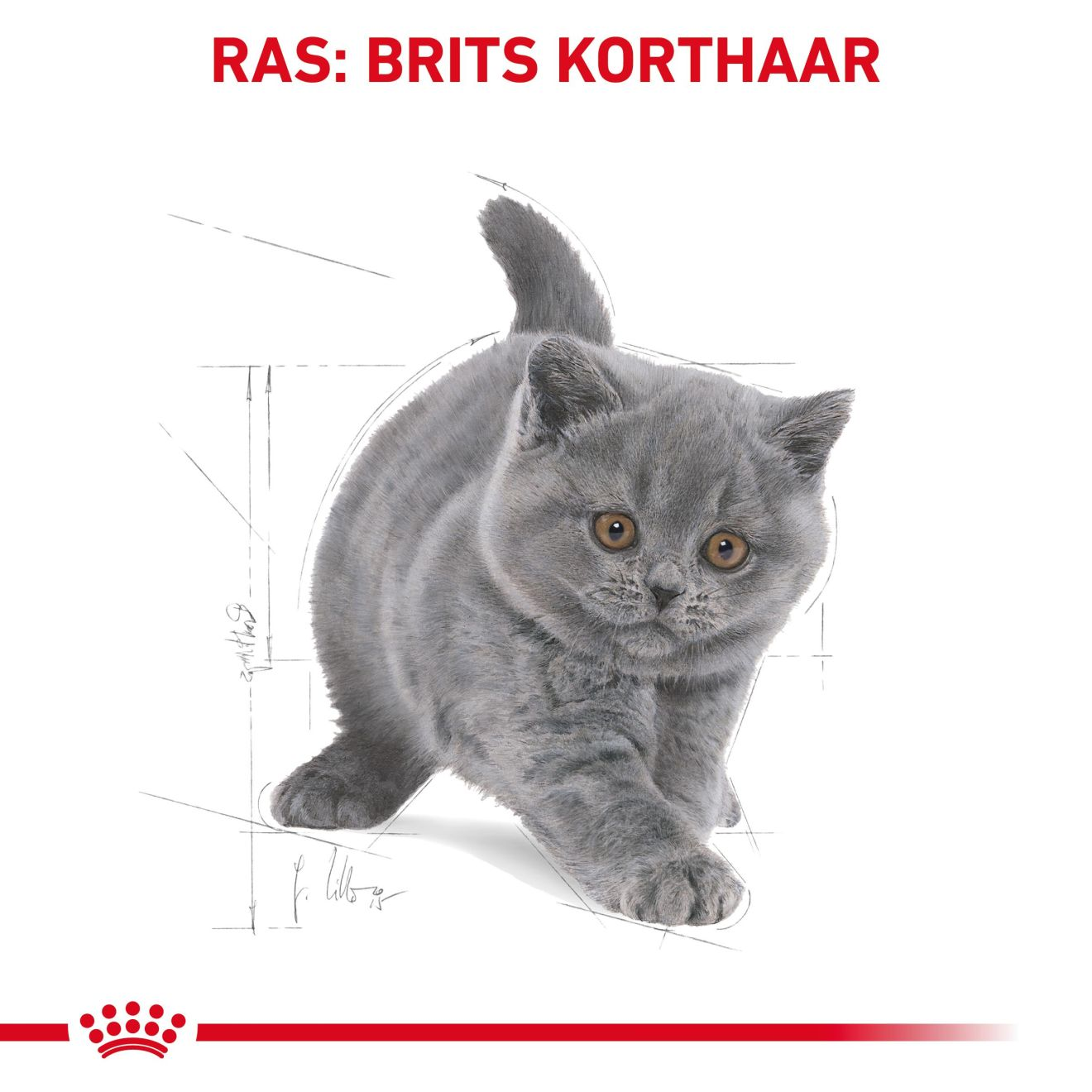 British Shorthair Kitten