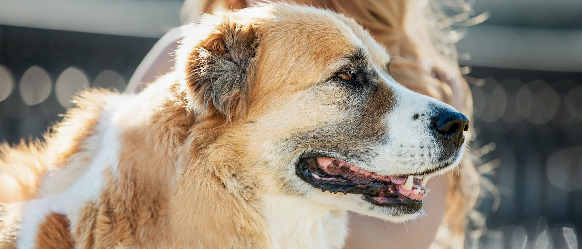 Ageing dog standing outdoors with a woman