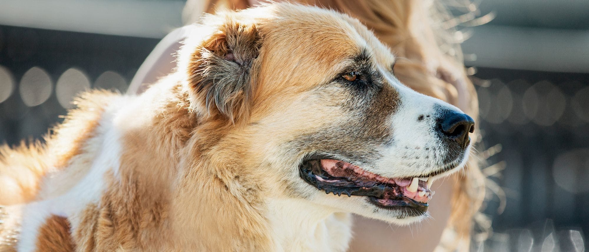 Hundens pleje den sidste tid | Royal Canin