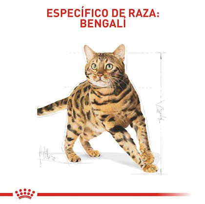 Gato Bengala Adulto dry Royal Canin