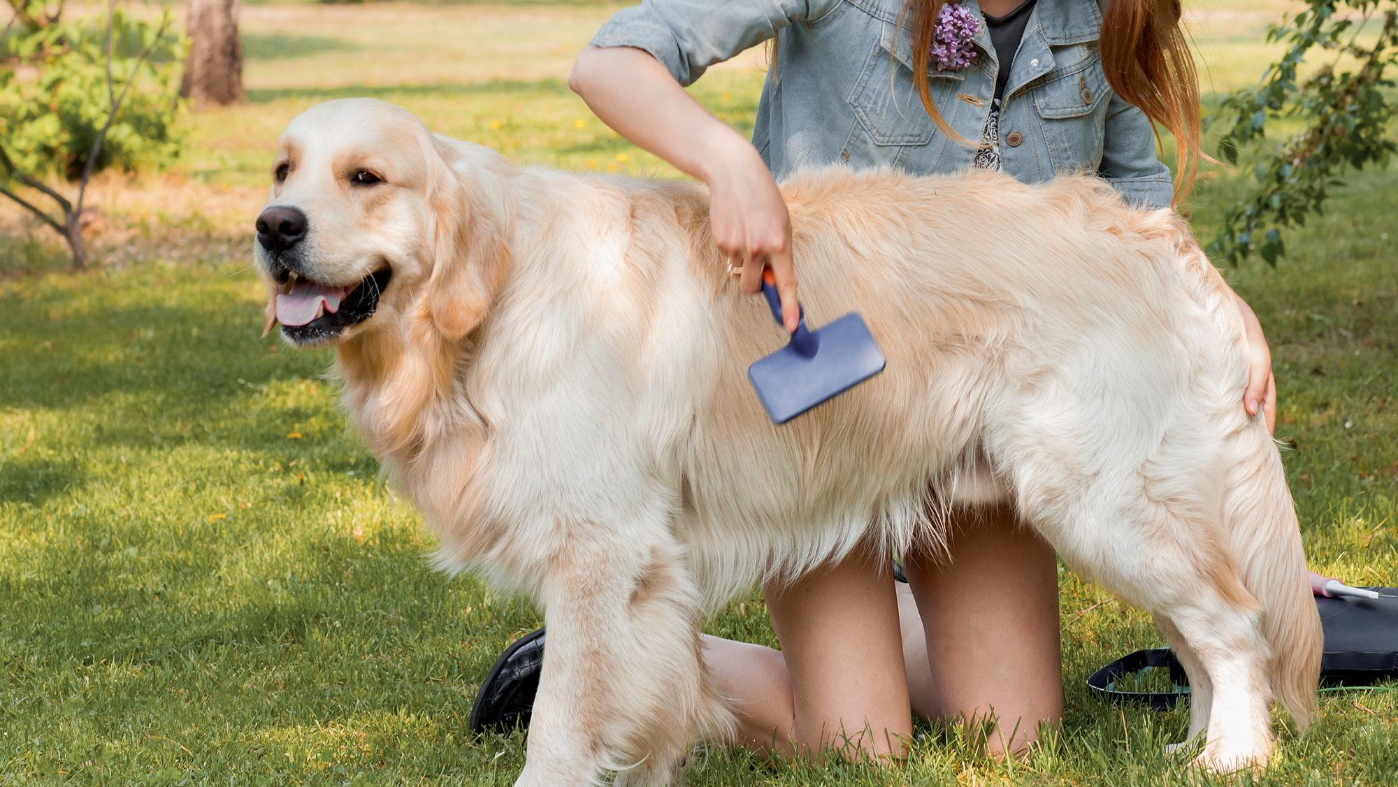 Golden Retriever standing outside being brushed by female owner.