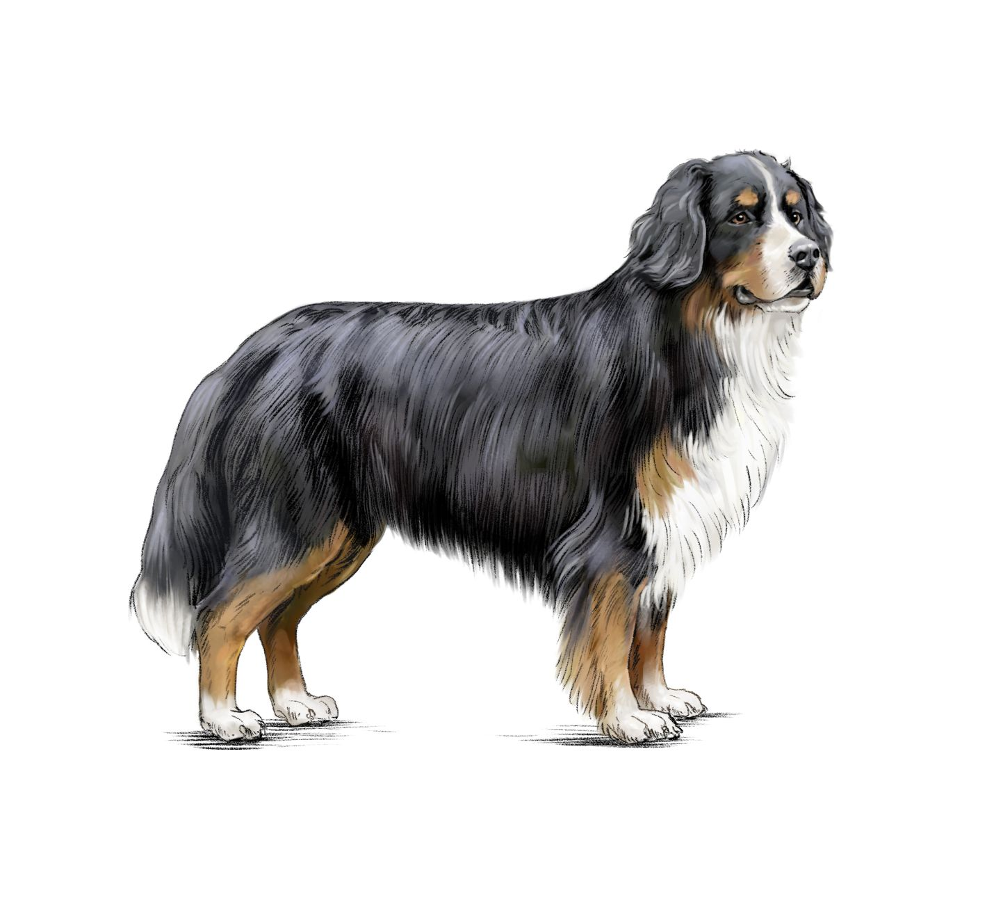 Illustration of black, beige and white Bernese Mountain Dog