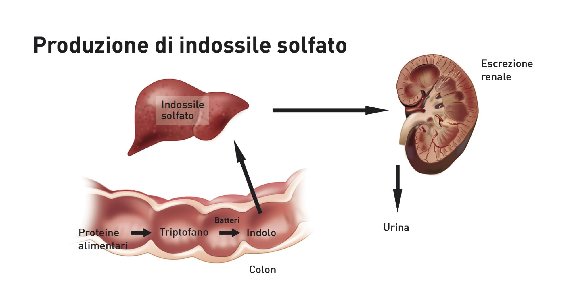 Produzione colonica degli indoli