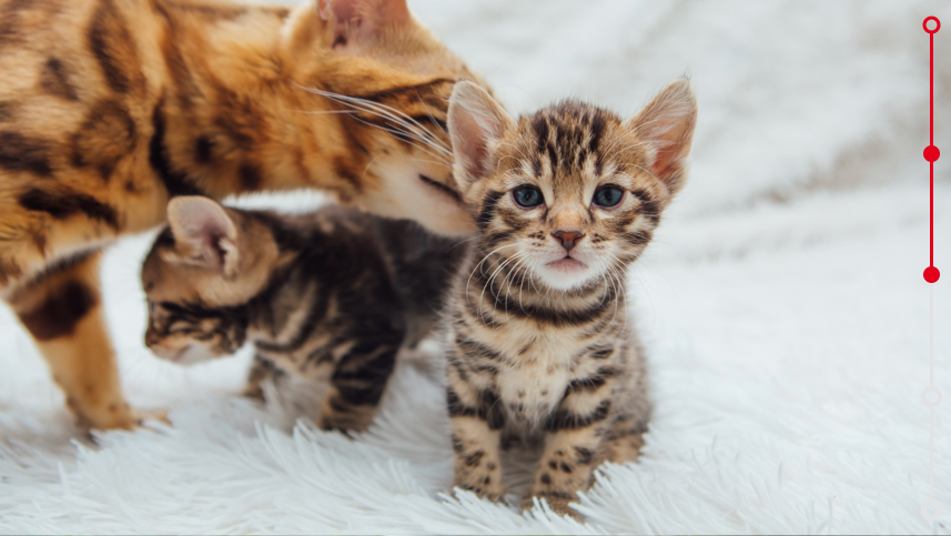 bengal cat with her little kitten on the white fury blanket