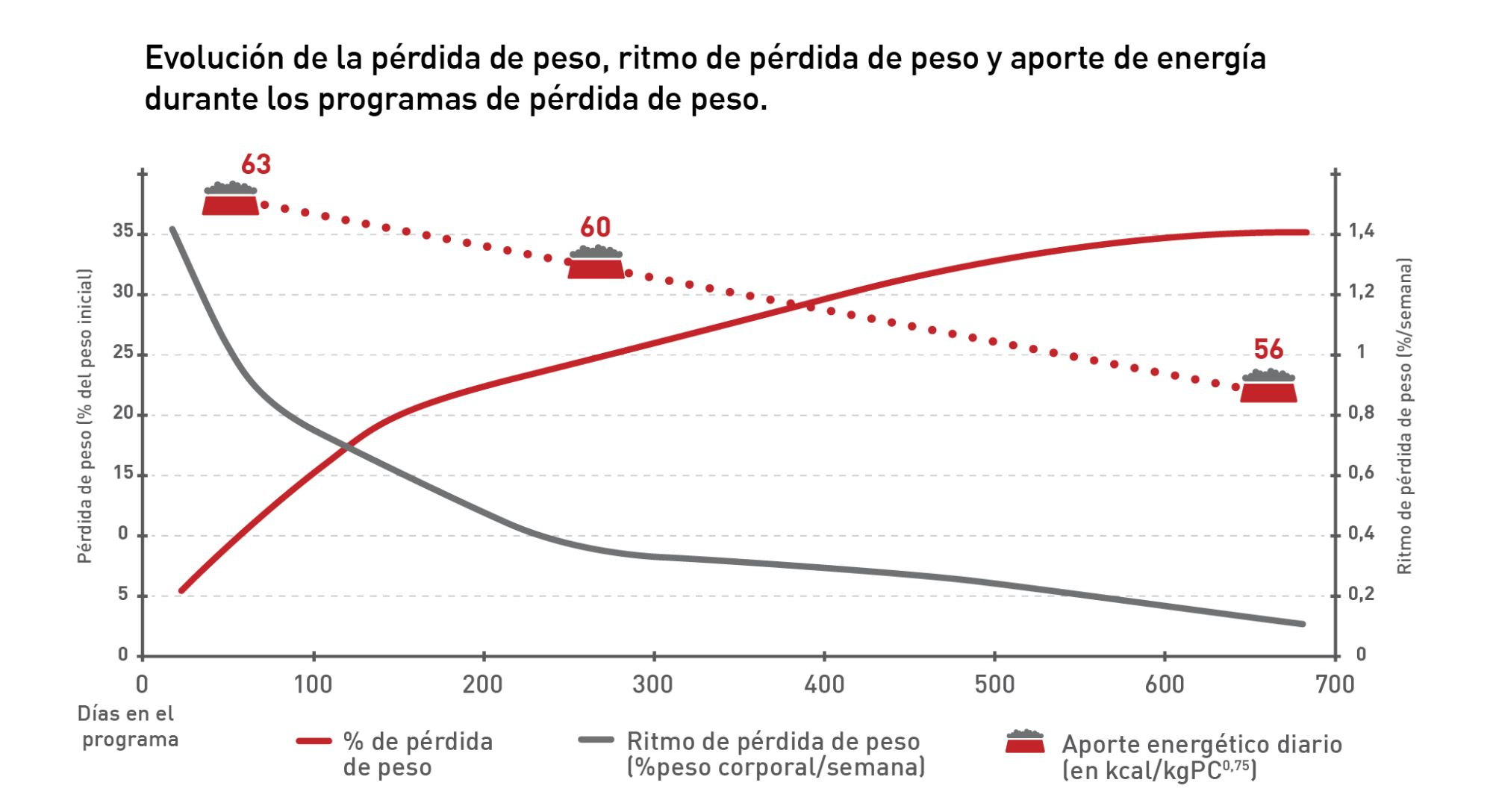 La pérdida de peso en perros es más acusada durante aproximadamente las primeras 12 semanas 