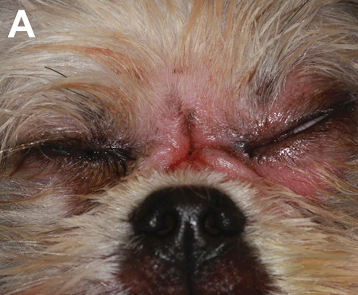 A Shih Tzu presented with a chronic facial draining tract located between the eyes. The lesion was first noticed by the owners approximately two years previously and had failed to resolve with medical management. Oral examination revealed severe abrasion of the maxillary incisor and canine teeth.