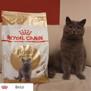 royal-canin-international-cat-show