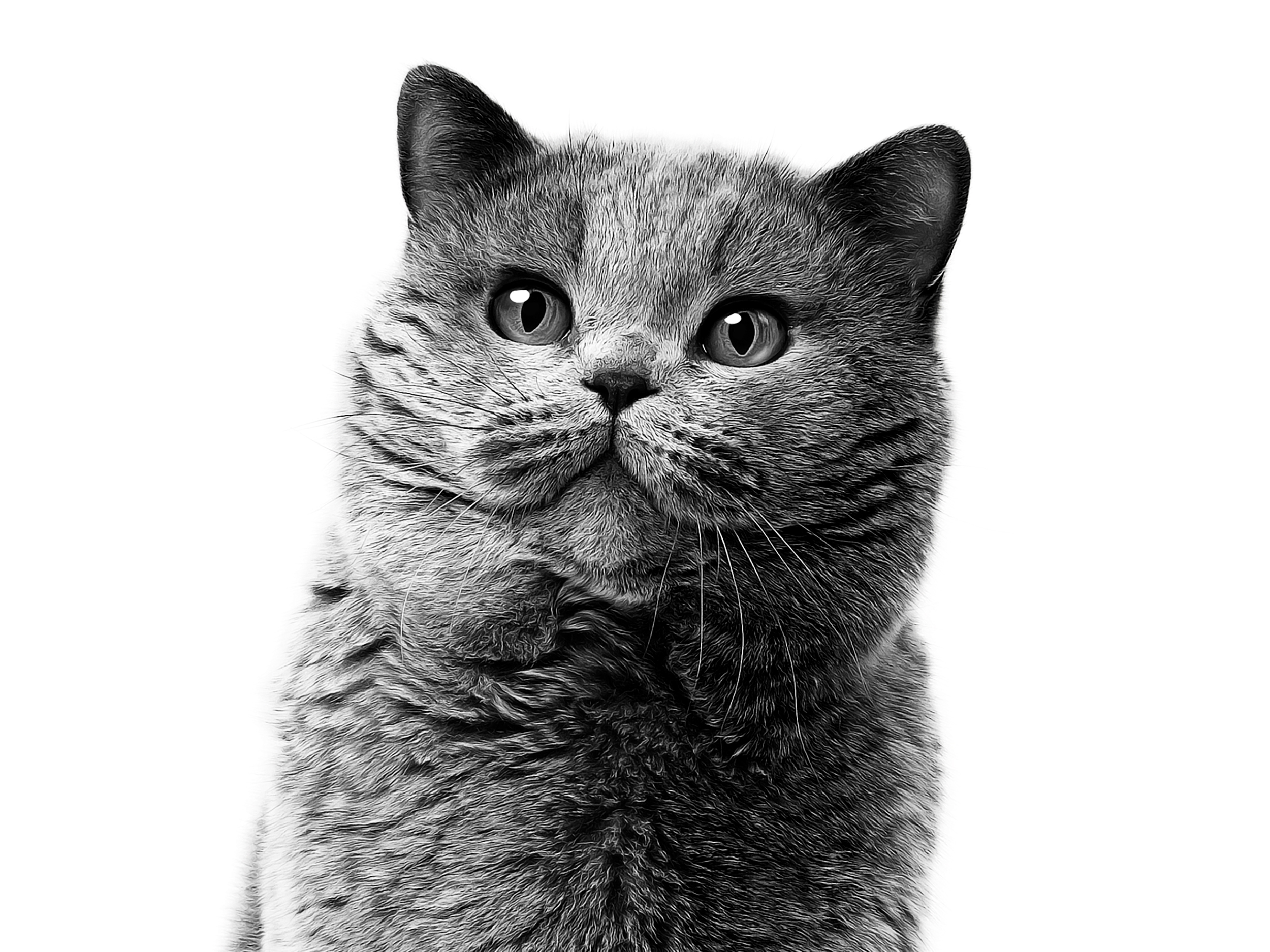 Close-up of a British Shorthair in black and white