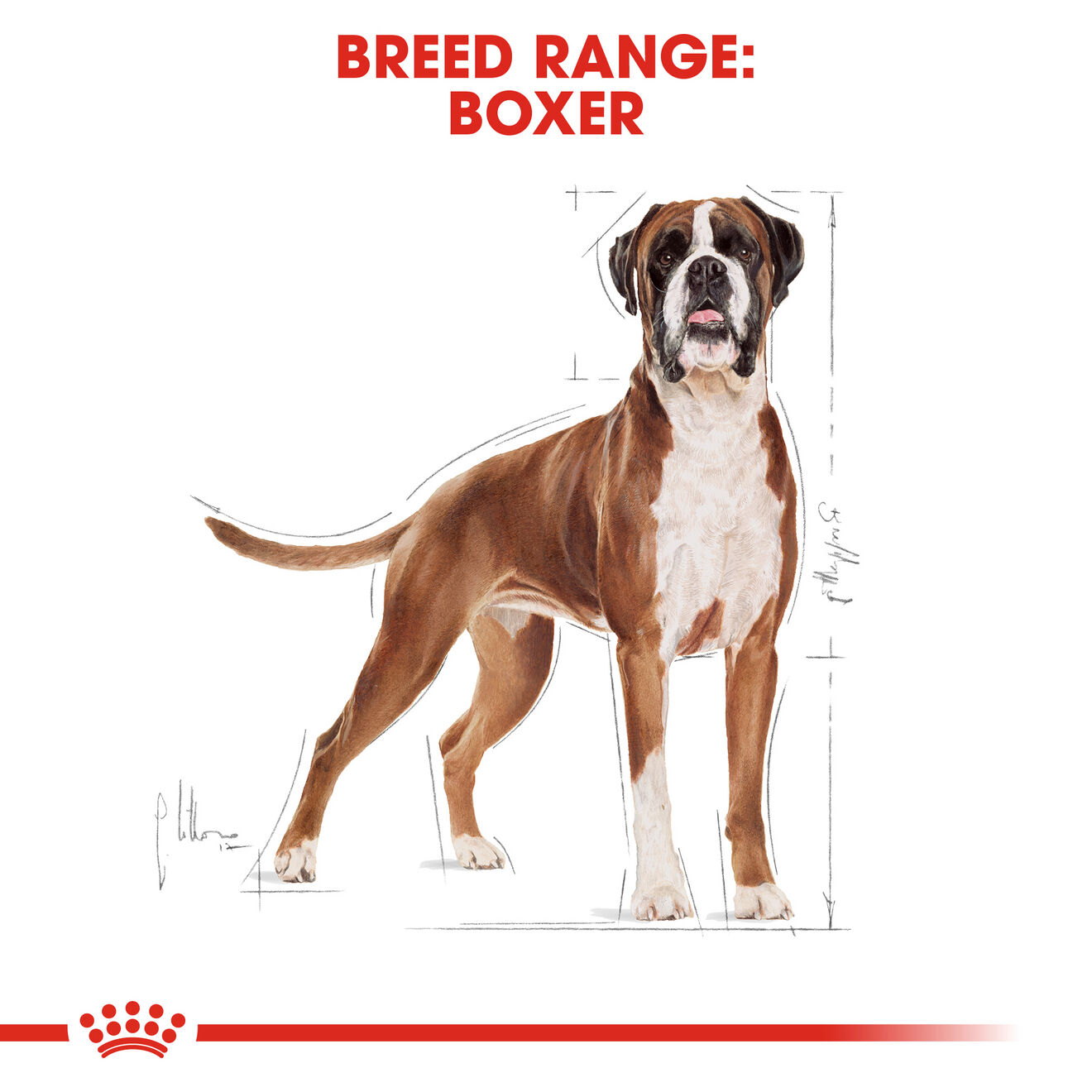 Boxer Adult Dog Food Royal Canin Shop Royal Canin UK