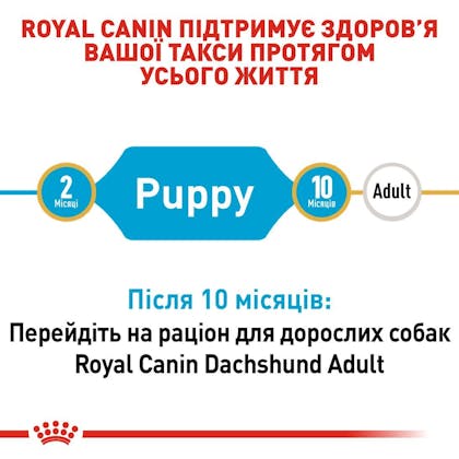 RC-BHN-PuppyDachshund_2-UA.jpg