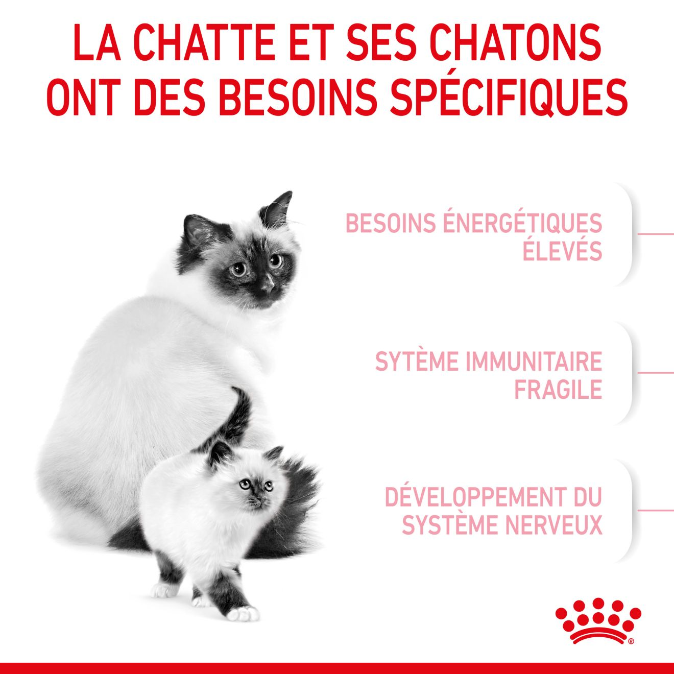 Mother & Babycat pour chatte et chaton