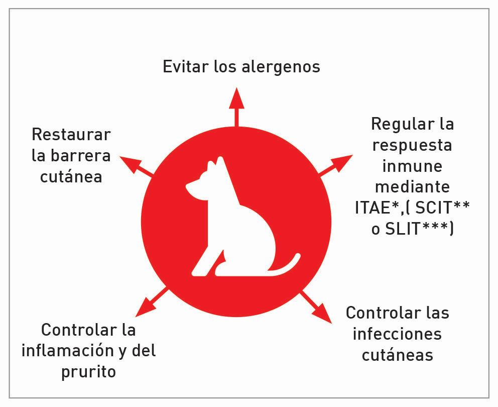 Diagrama con un perro en el centro y cinco flechas apuntando hacia afuera, cada una con un texto. Las flechas indican acciones para controlar la dermatitis atópica canina: "Evitar los alergenos," "Regular la respuesta inmune," "Controlar las infecciones cutáneas," "Controlar la inflamación y el prurito," y "Restaurar la barrera cutánea."
