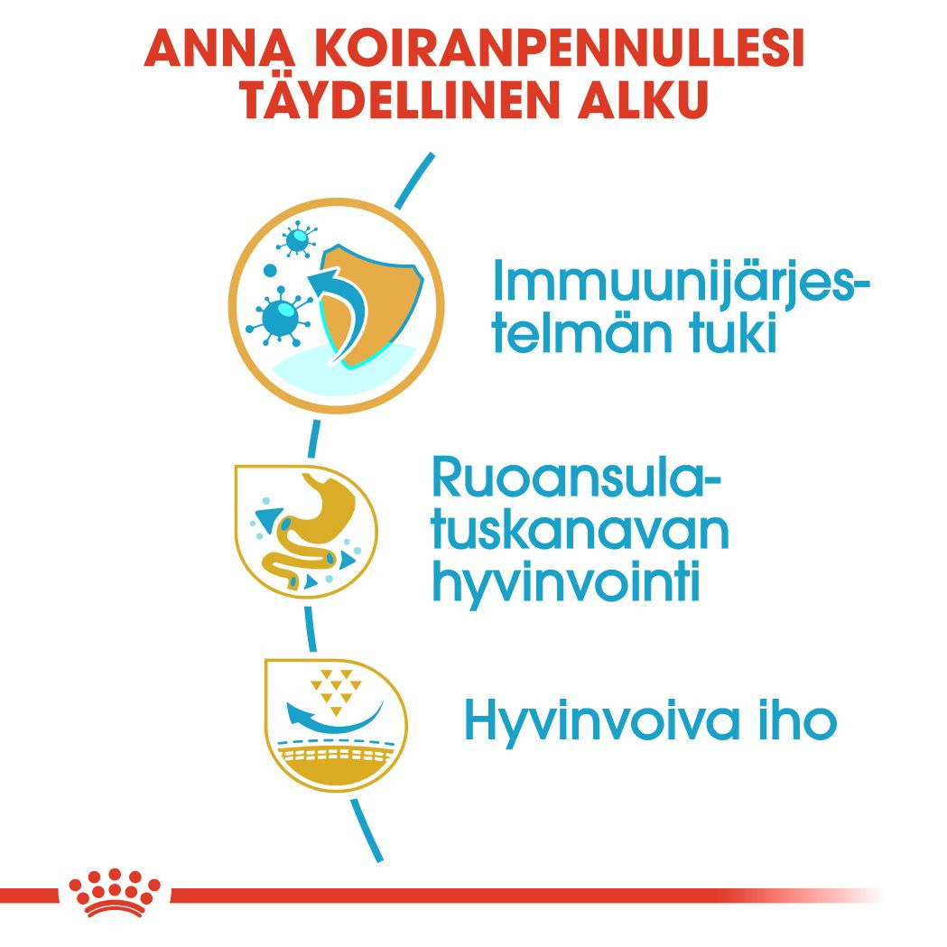 French Bulldog Puppy