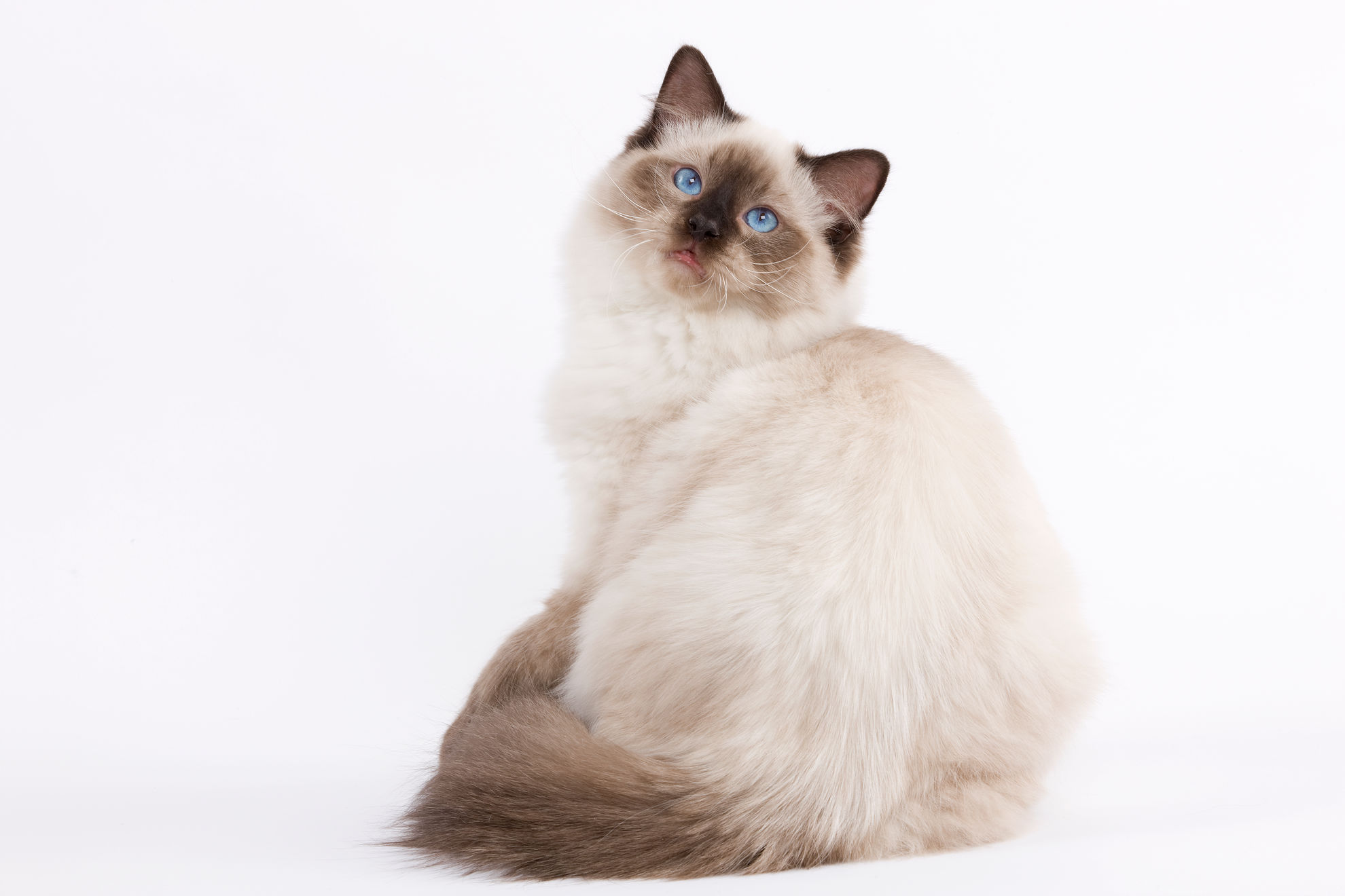 Ragdoll : caractère, santé, alimentation | Royal Canin FR