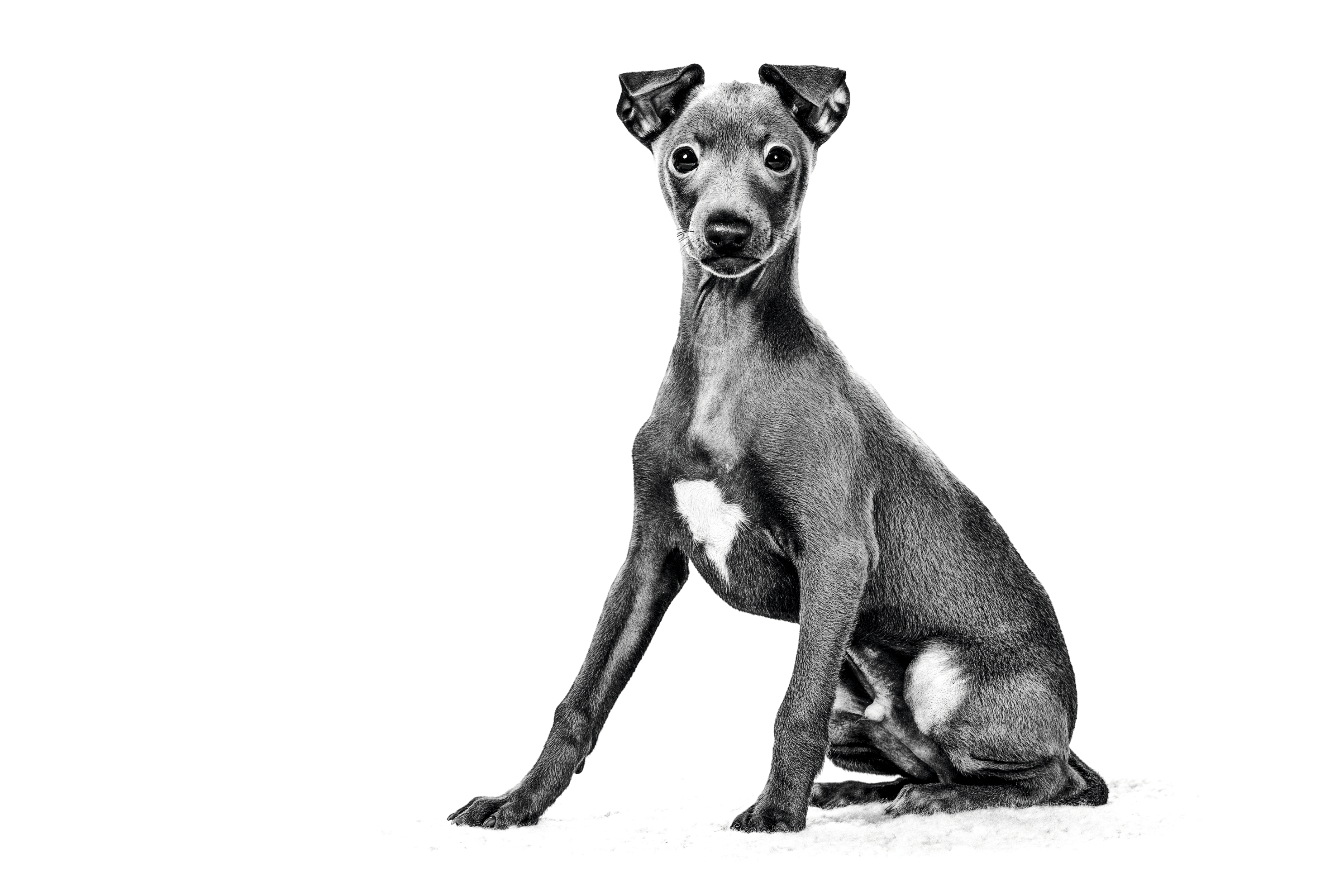 Italian Greyhound adult in black and white