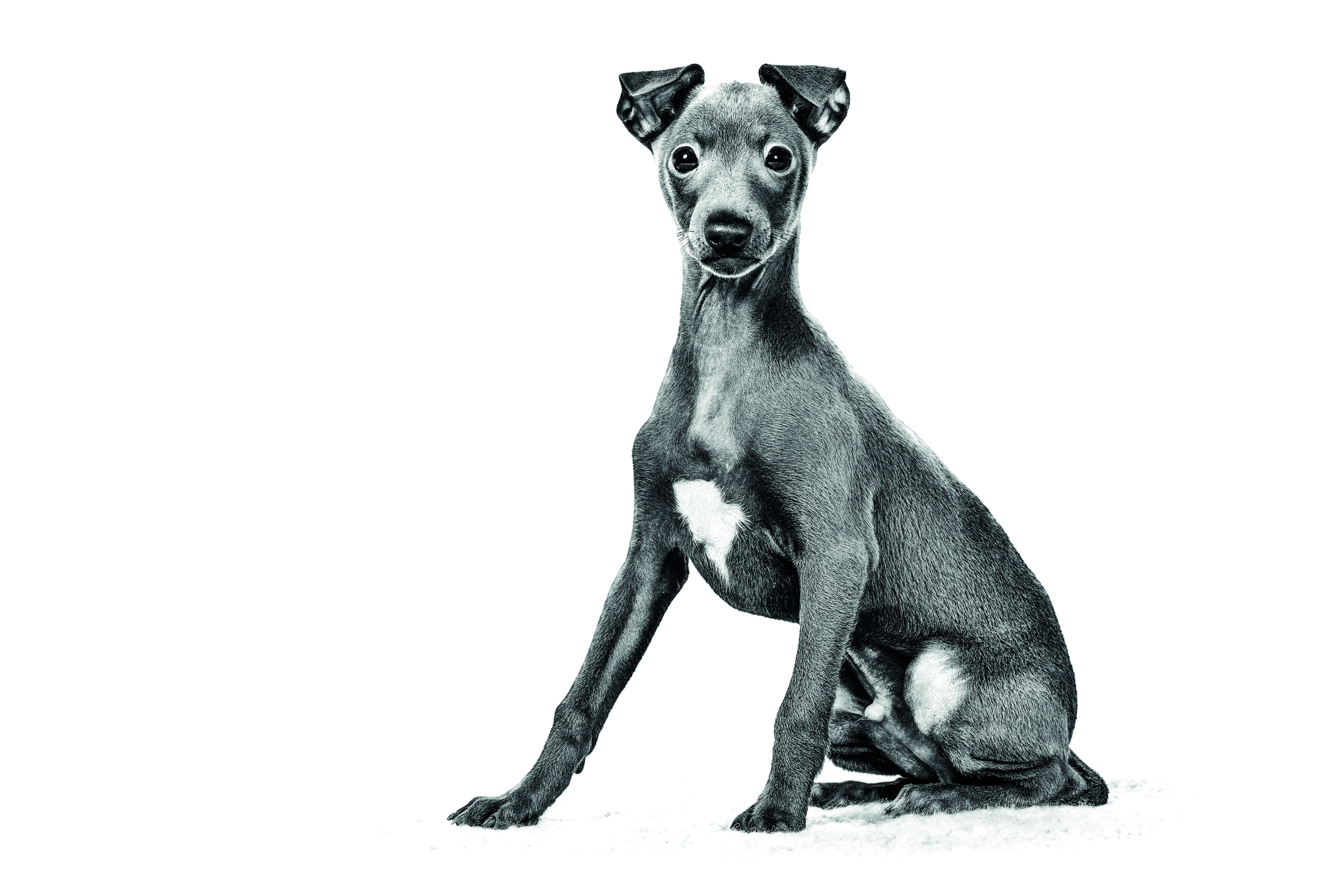 Italian greyhound puppy emblematic