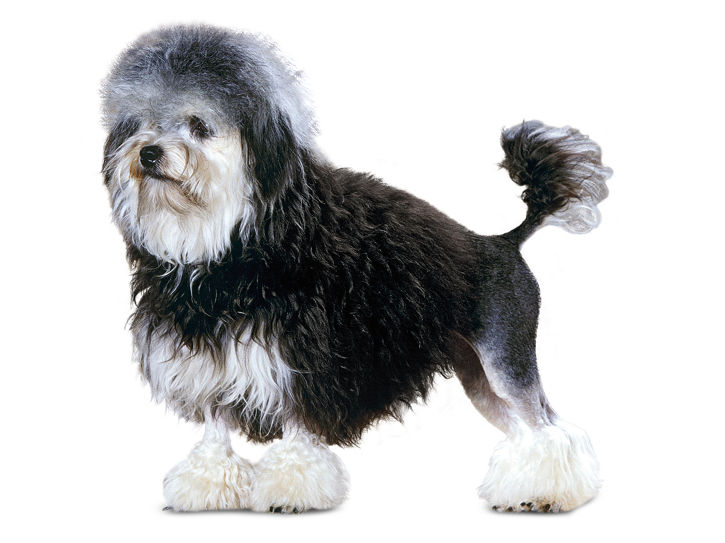Lowchen - Little Lion Dog adult black and white