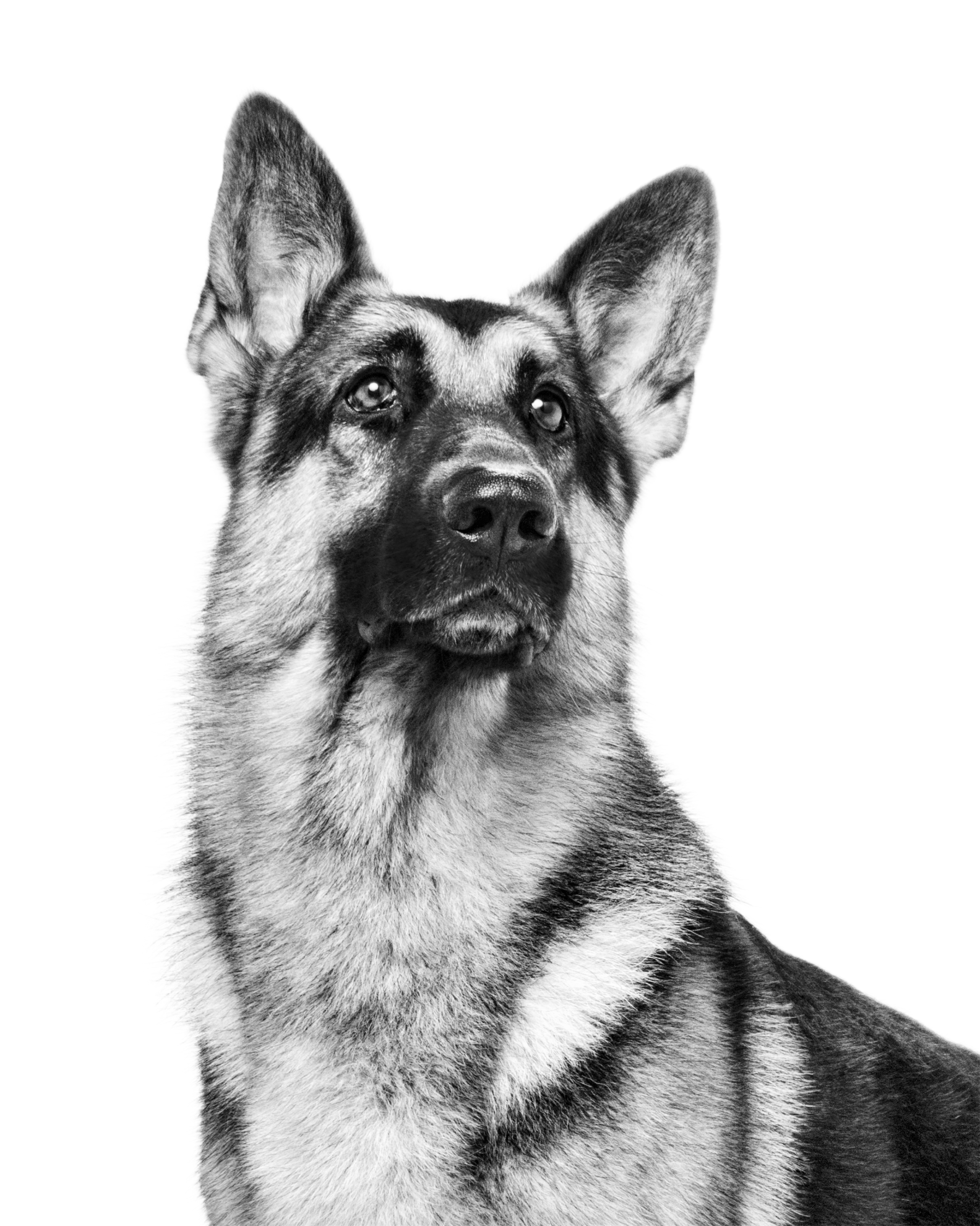 German Shepherd adult in black and white