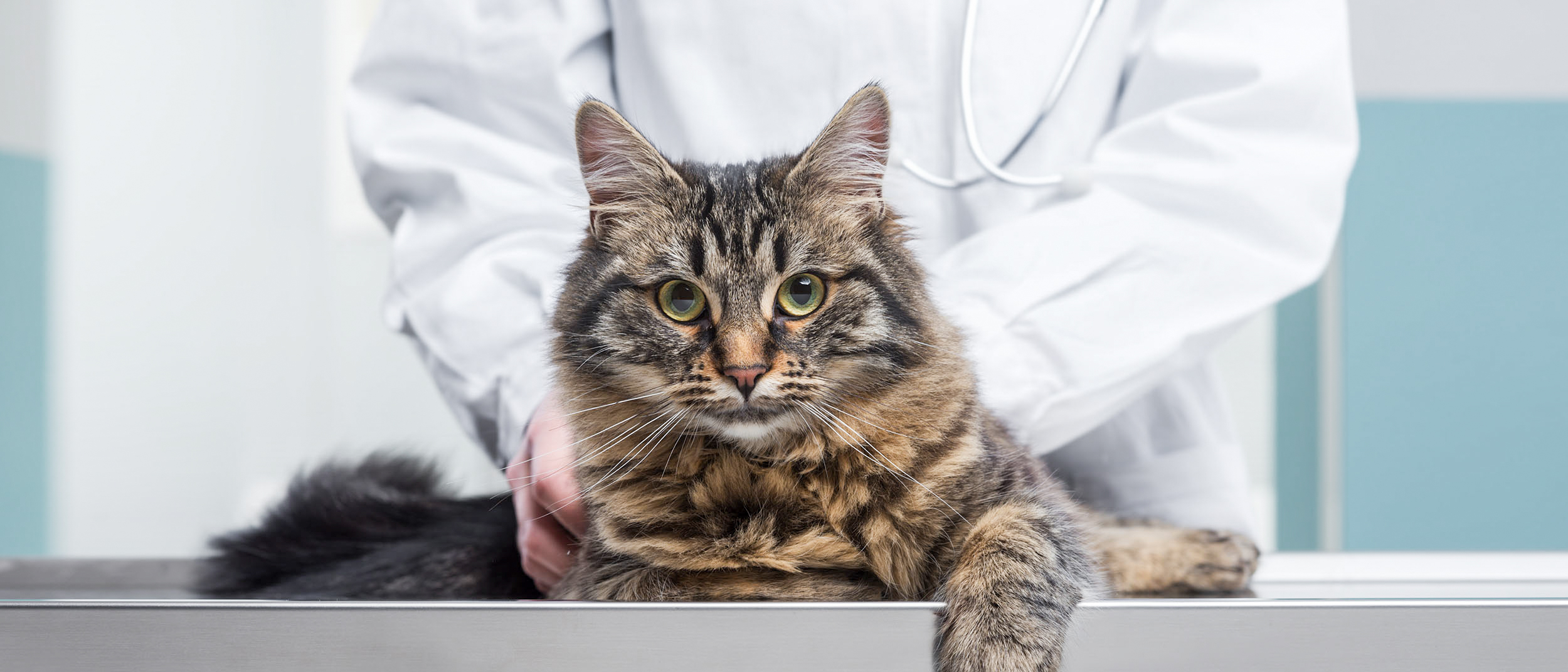Adult Maine Coon lying down on an examination table being checked over by a vet.