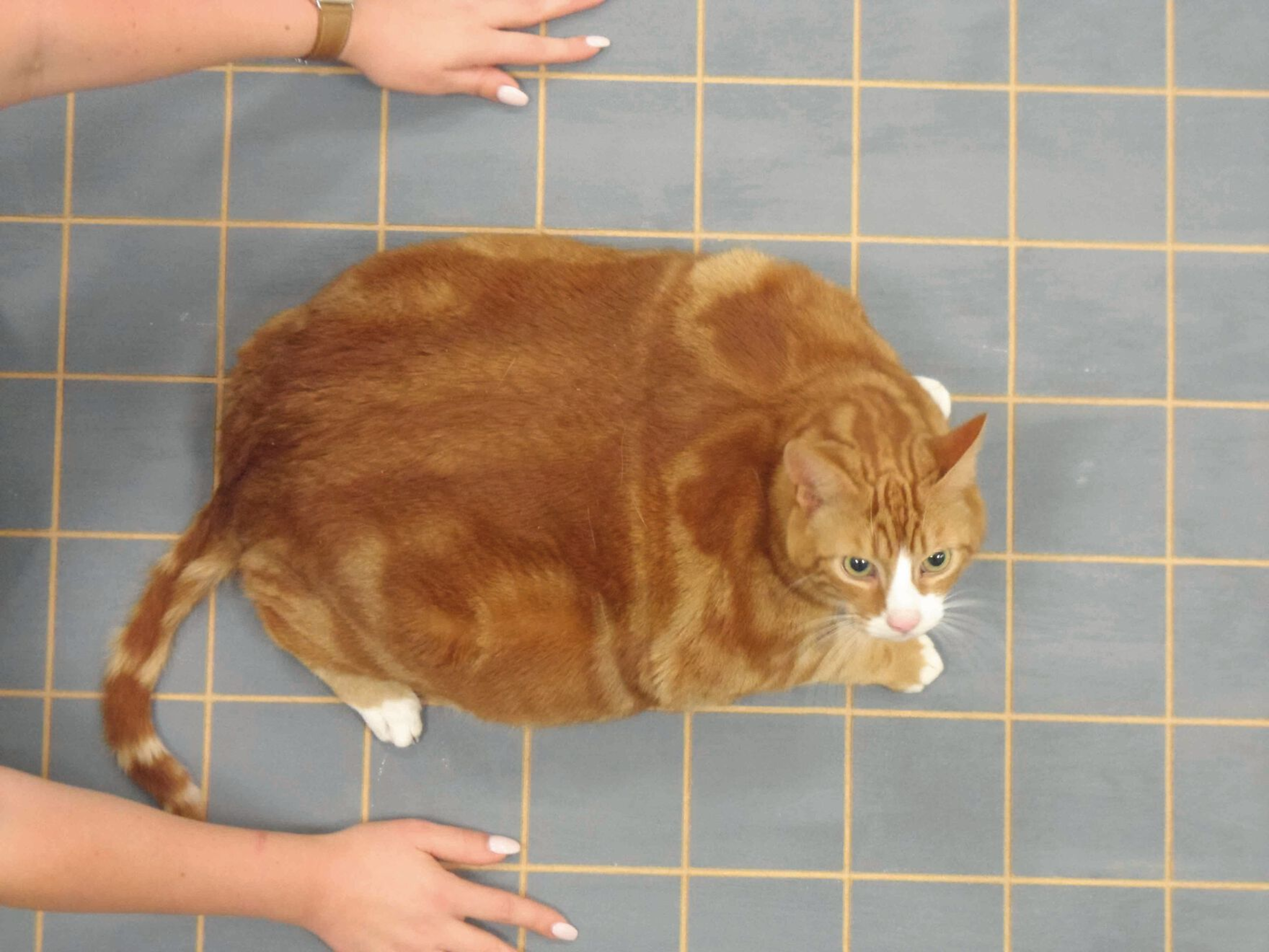 Un chat atteint d‘obésité sévère