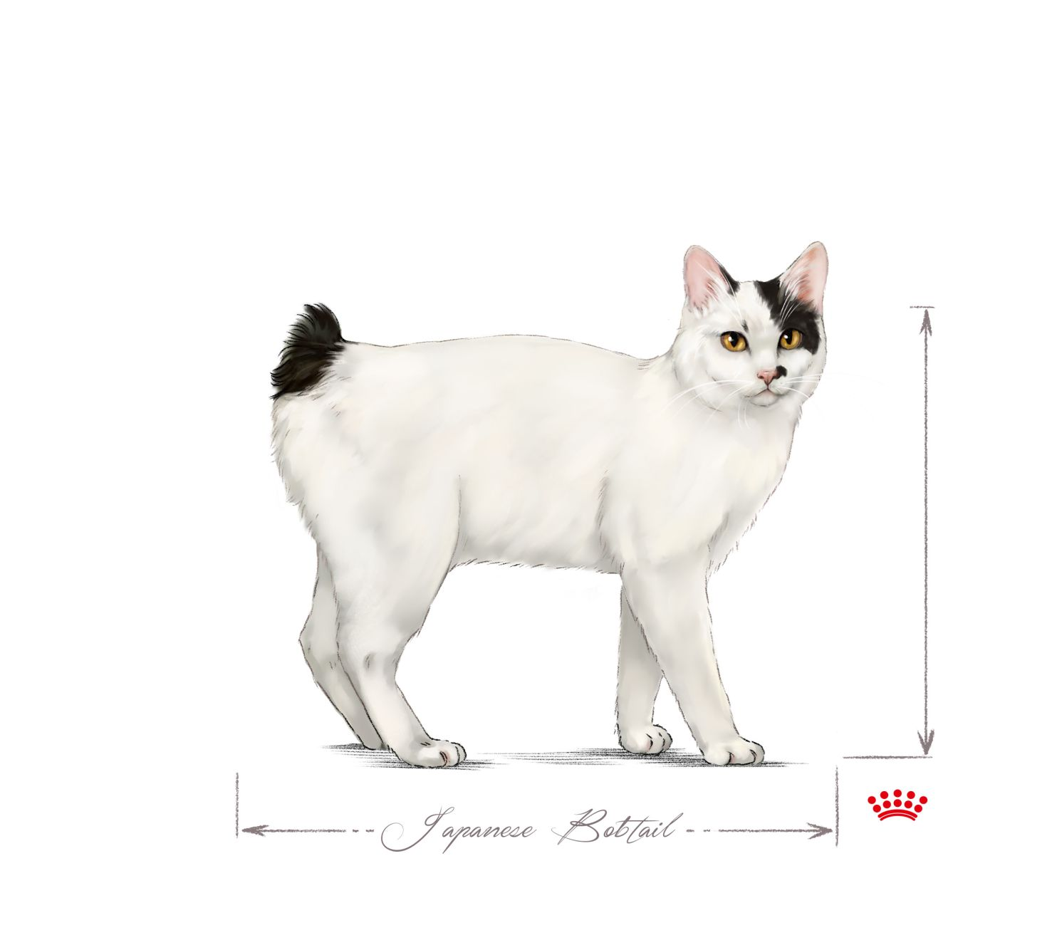 Japanese Bobtail adult standing