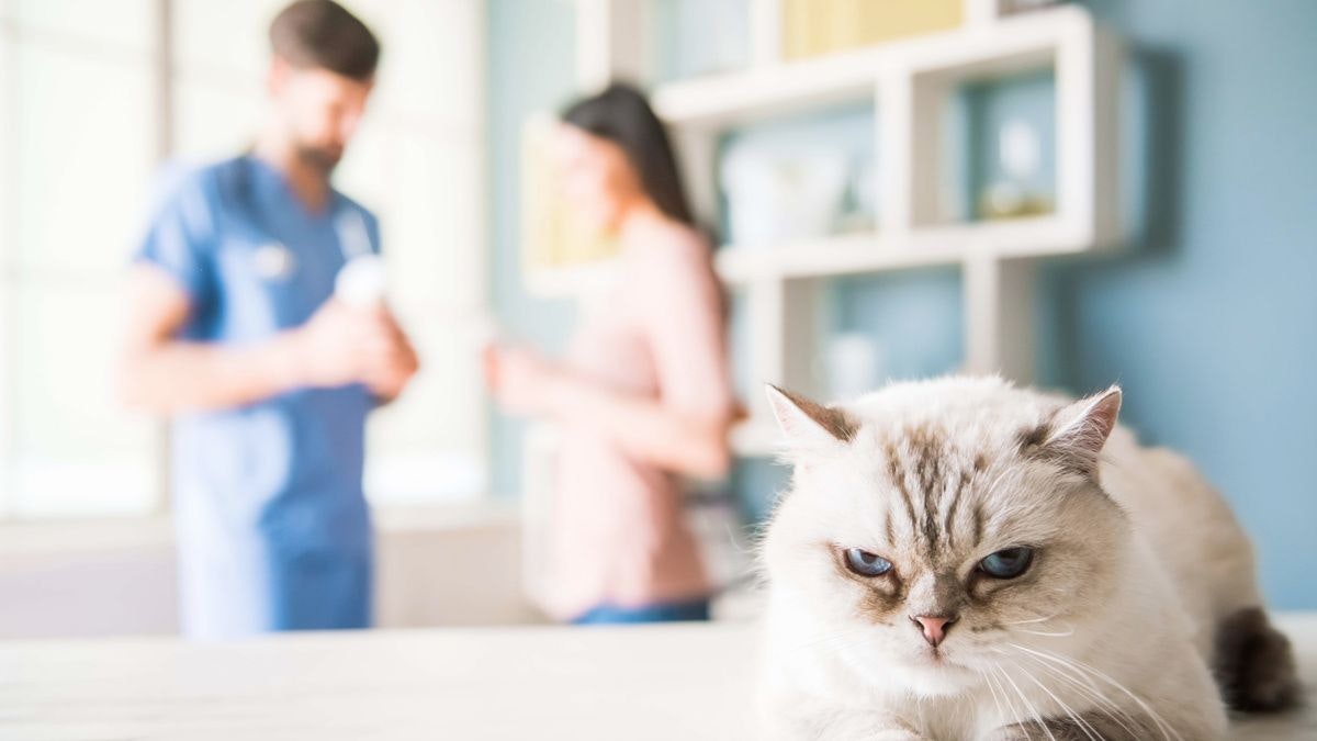 Improving the cat owner experience