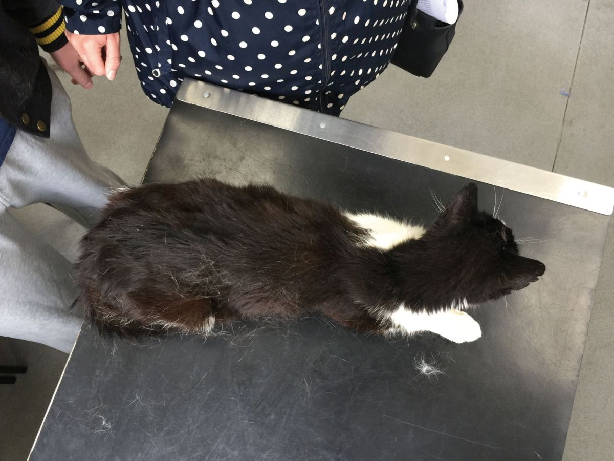 Detection of early chronic kidney disease in cats Vet