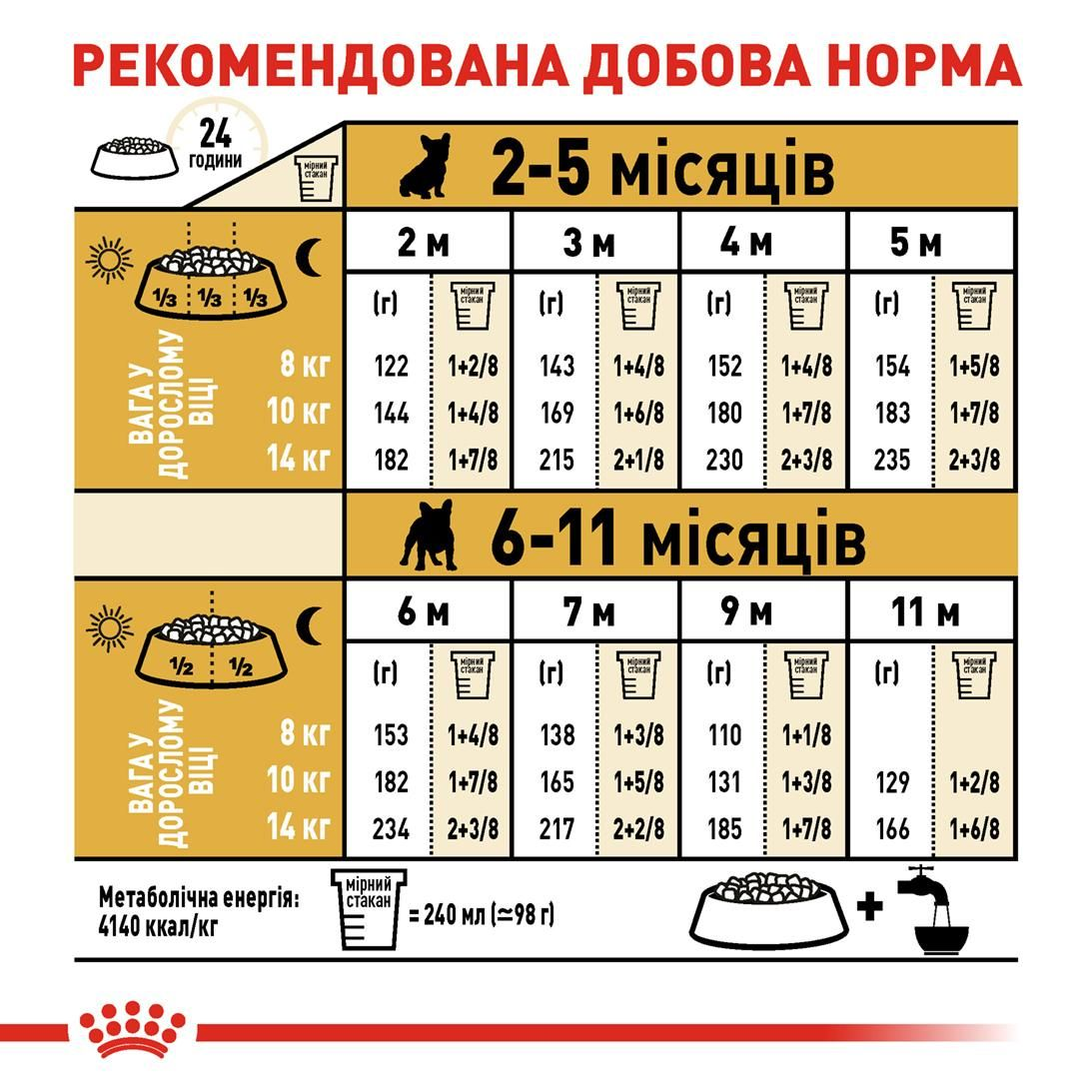 French Bulldog Puppy